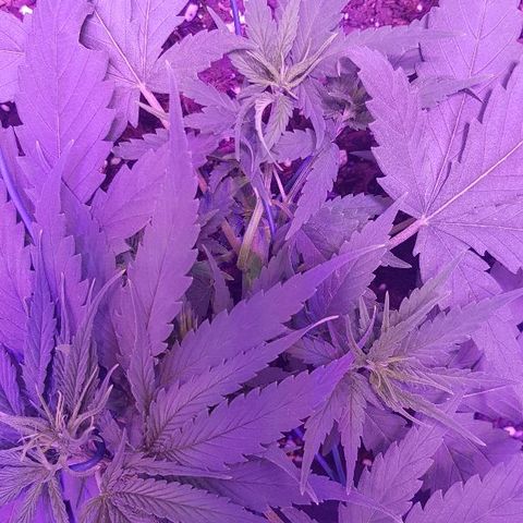Daworka growlog timeline photo
