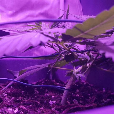 Daworka growlog timeline photo