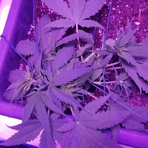 Daworka growlog timeline photo