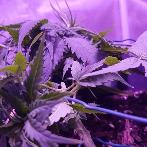 Daworka growlog timeline photo