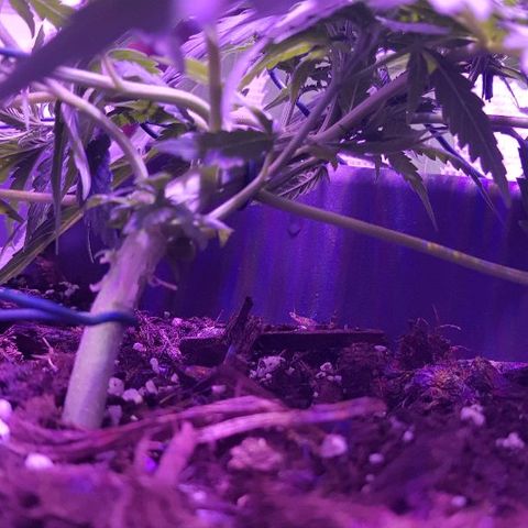 Daworka growlog timeline photo