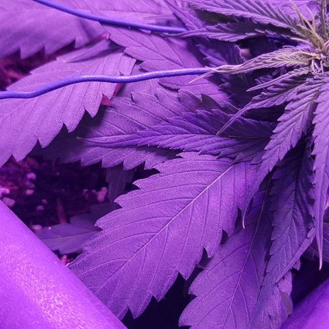 Daworka growlog timeline photo