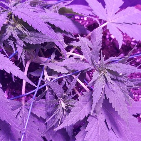 Daworka growlog timeline photo