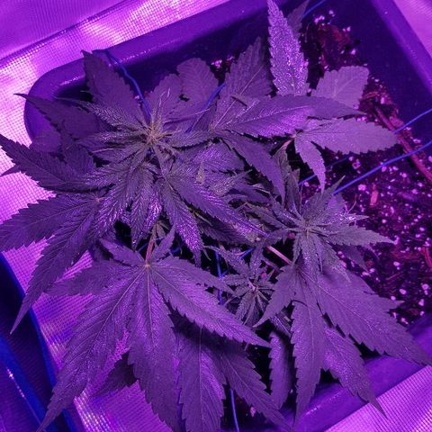 Daworka growlog timeline photo