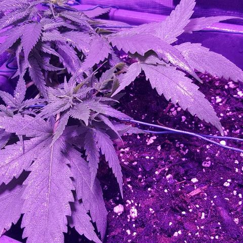 Daworka growlog timeline photo
