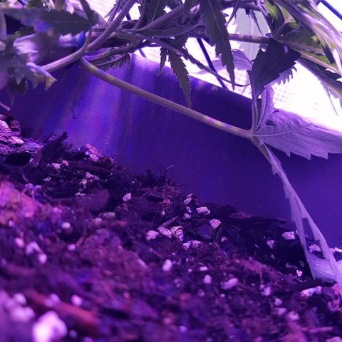Daworka growlog timeline photo