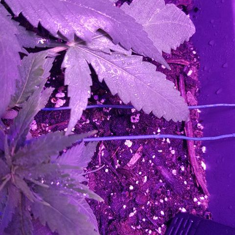 Daworka growlog timeline photo
