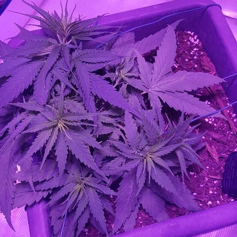 Daworka growlog timeline photo