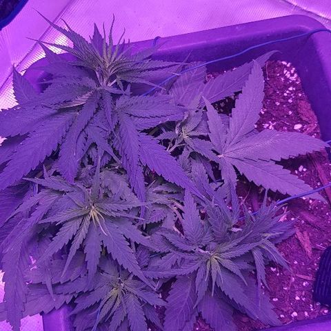 Daworka growlog timeline photo