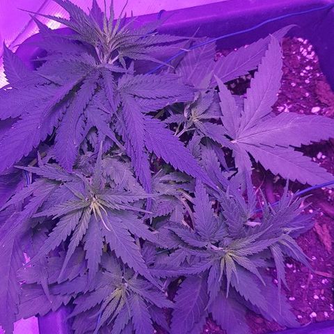 Daworka growlog timeline photo