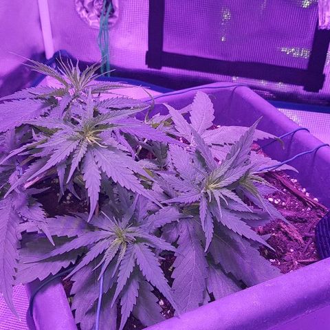Daworka growlog timeline photo