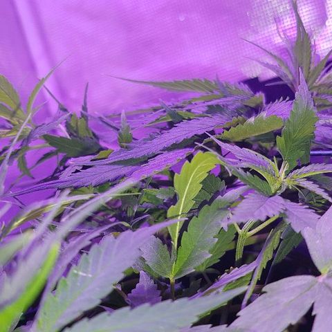 Daworka growlog timeline photo
