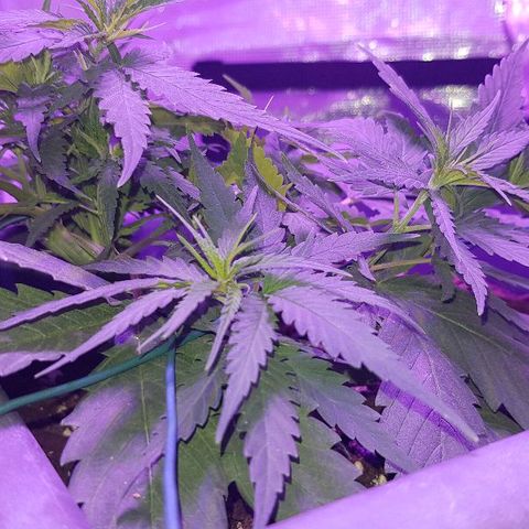 Daworka growlog timeline photo