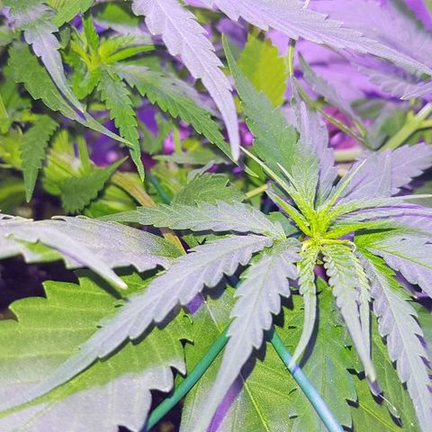 Daworka growlog timeline photo