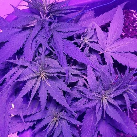 Daworka growlog timeline photo