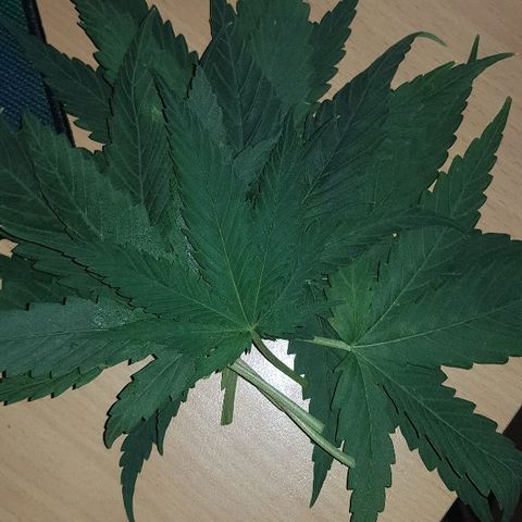 Daworka growlog timeline photo
