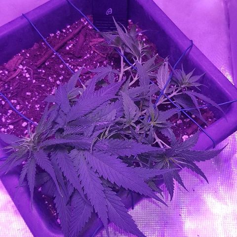 Daworka growlog timeline photo