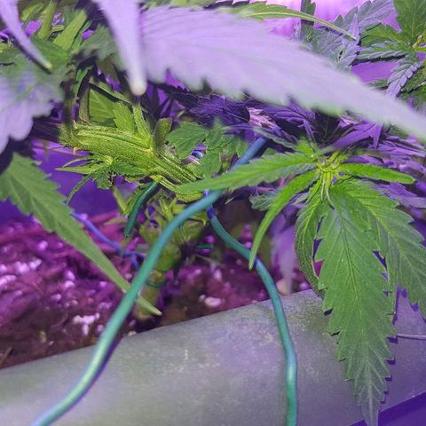 Daworka growlog timeline photo