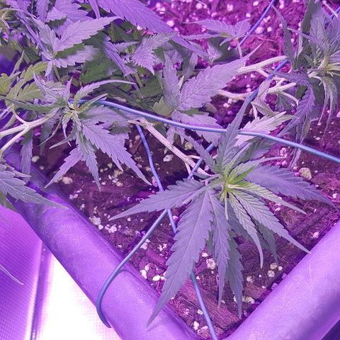 Daworka growlog timeline photo