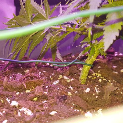 Daworka growlog timeline photo
