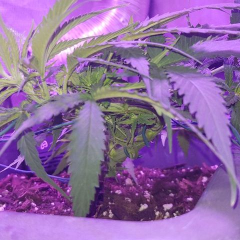 Daworka growlog timeline photo