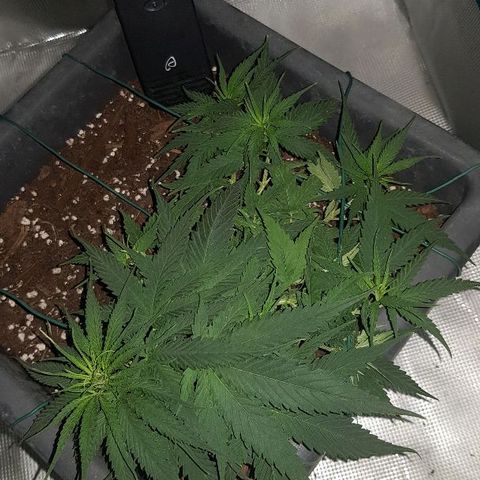 Daworka growlog timeline photo
