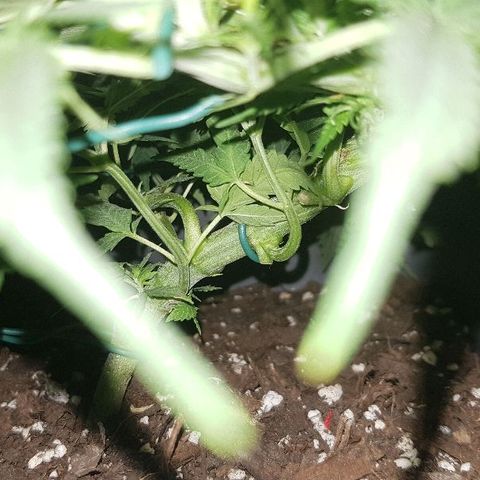 Daworka growlog timeline photo
