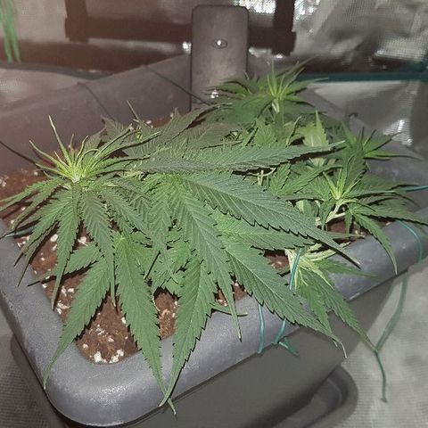 Daworka growlog timeline photo