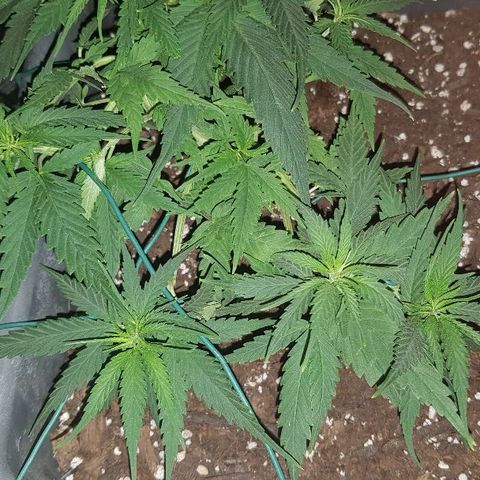 Daworka growlog timeline photo