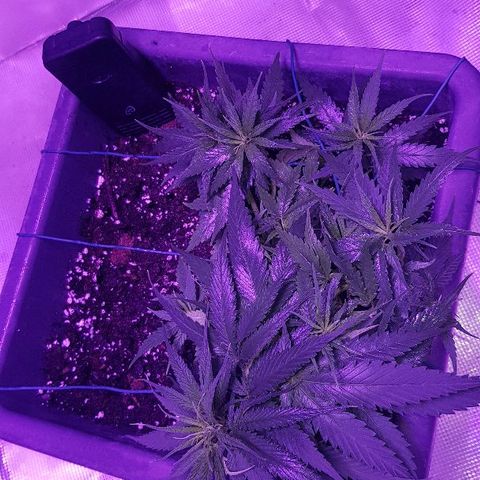 Daworka growlog timeline photo
