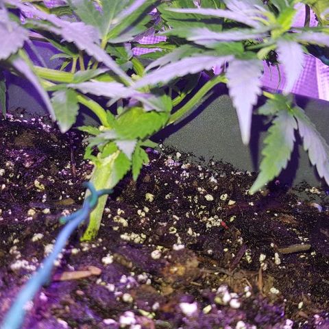 Daworka growlog timeline photo