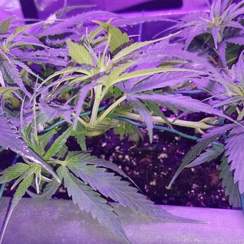 Daworka growlog timeline photo