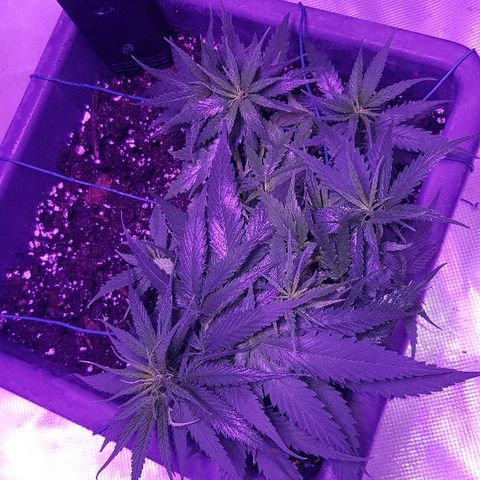 Daworka growlog timeline photo
