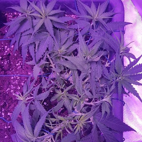 Daworka growlog timeline photo