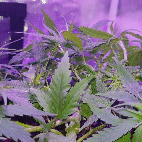 Daworka growlog timeline photo