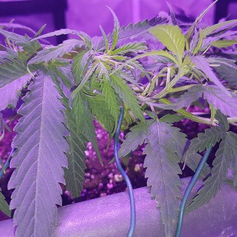 Daworka growlog timeline photo