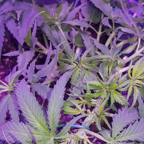 Daworka growlog timeline photo