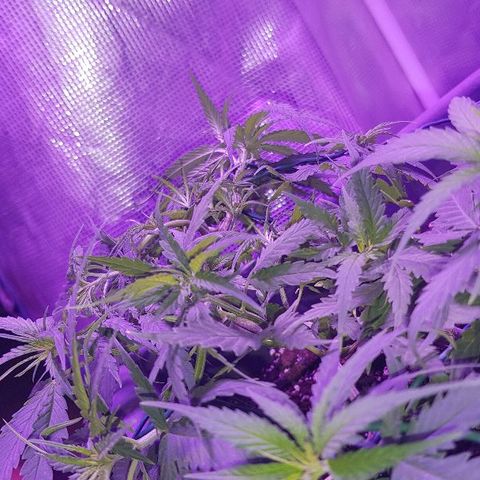 Daworka growlog timeline photo