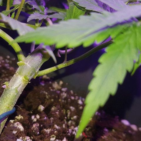 Daworka growlog timeline photo