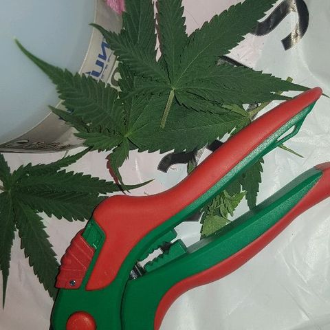 Daworka growlog timeline photo