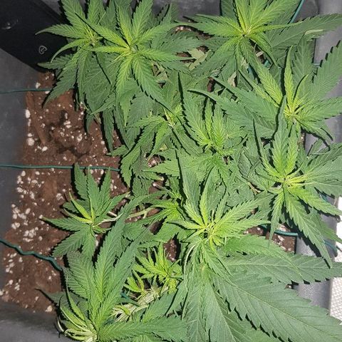 Daworka growlog timeline photo
