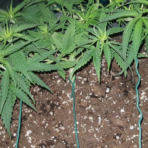 Daworka growlog timeline photo