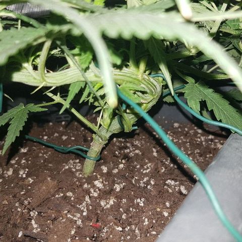 Daworka growlog timeline photo