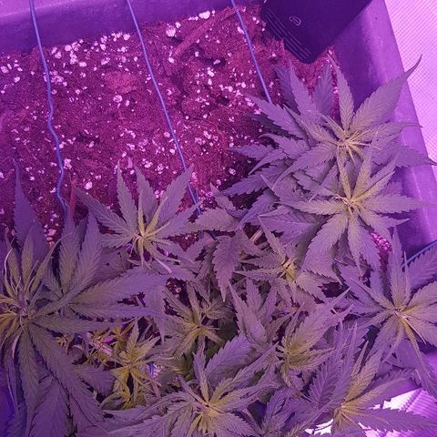Daworka growlog timeline photo