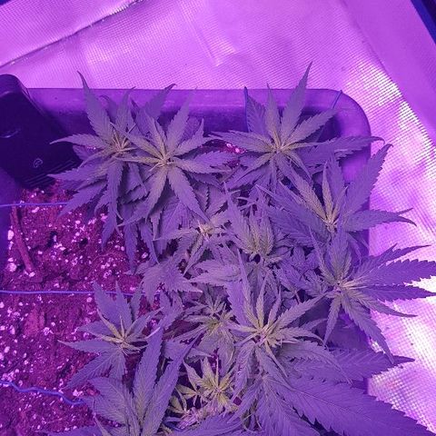 Daworka growlog timeline photo