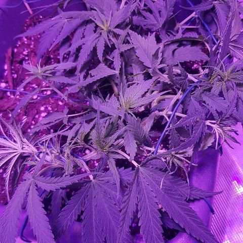 Daworka growlog timeline photo
