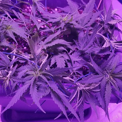 Daworka growlog timeline photo
