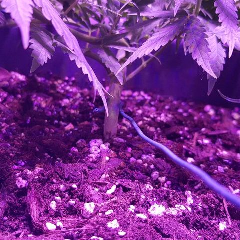 Daworka growlog timeline photo
