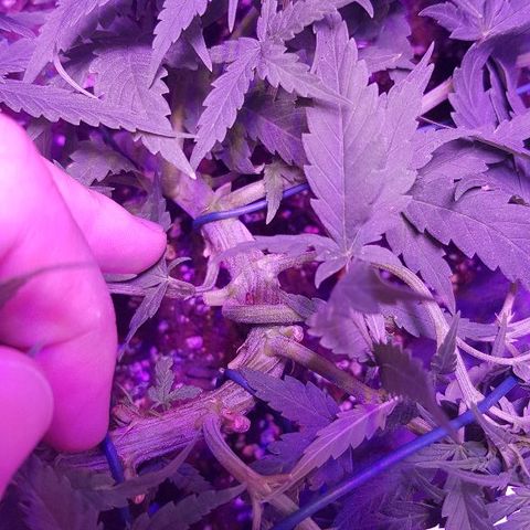 Daworka growlog timeline photo