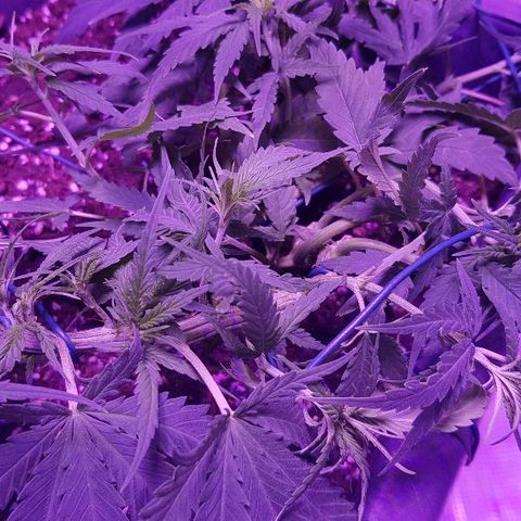 Daworka growlog timeline photo